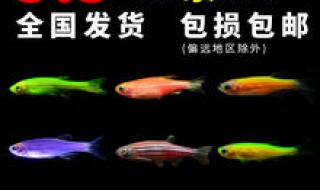 荧光斑马鱼怎样繁育 荧光斑马鱼